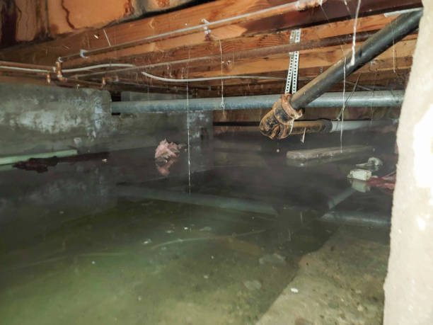 Best Flood damage cleanup  in Trion, GA